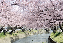 五条川の桜